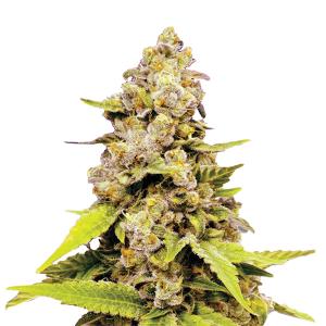Bubblelicious Auto