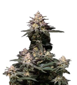 Purple Lemonade FF - картинка 1