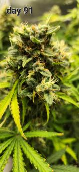 Pineapple Express Auto - картинка 3