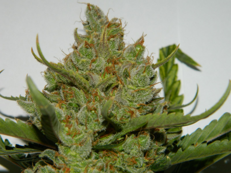 Green Crack Auto - картинка 2