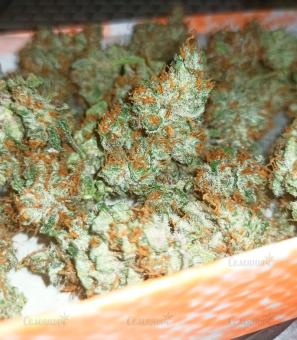 Wedding Glue Auto - картинка 4