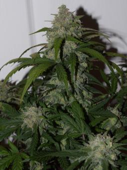 Tangie Auto - картинка 7