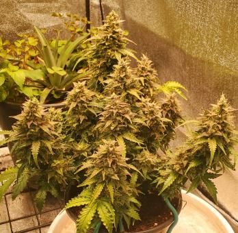 Skunk Auto - картинка 8