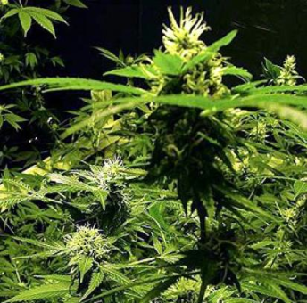 Master Kush Auto - картинка 9