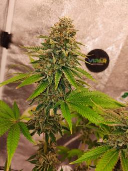 Sherbet Queen Auto - картинка 4