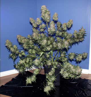 Girl Scout Cookies Auto - картинка 9