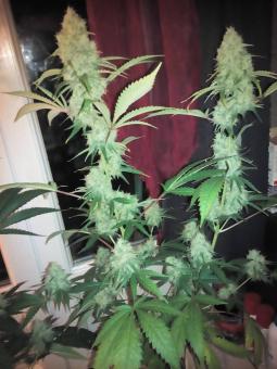 Critical genetics fem - картинка 4