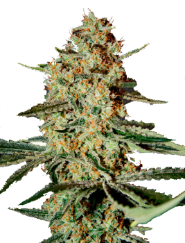 Himalaya Gold
