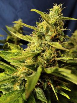 Sherbet Queen Auto - картинка 8
