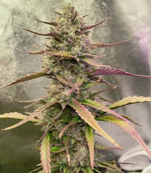 Strawberry Pie Auto - картинка 1