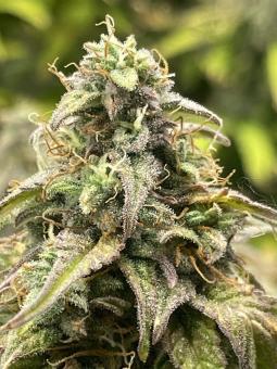 Trainwreck Auto - картинка 1