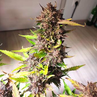 Crystal Meth Auto - картинка 4