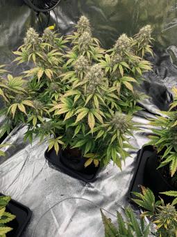 Blueberry Auto - картинка 5