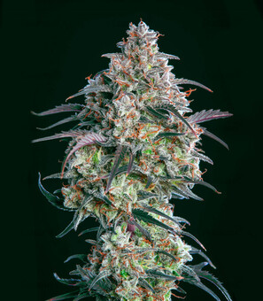 Mimosa Cake Auto - картинка 2