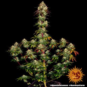 Amnesia Lemon - картинка 4
