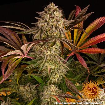 Blue Sunset Sherbert - картинка 6