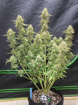 Moby Dick Auto - картинка 2