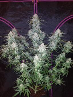 Pineapple Express Auto - картинка 10