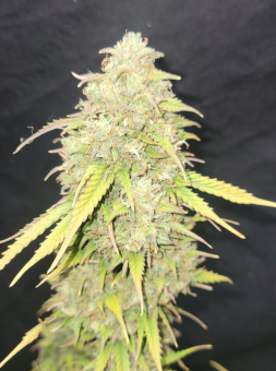 Moby Dick Auto - картинка 3