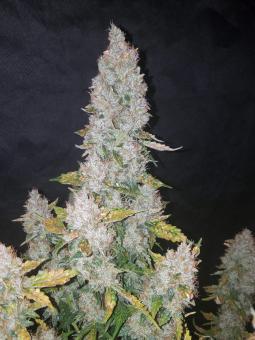 Stardawg Auto - картинка 8