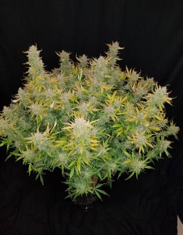 Rhino Ryder Auto - картинка 10