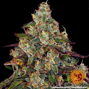 Amnesia Lemon - картинка 2