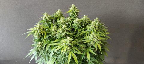 Chronic Ryder BX autoreg - картинка 1