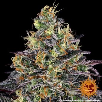 Watermelon Zkittlez - картинка 5