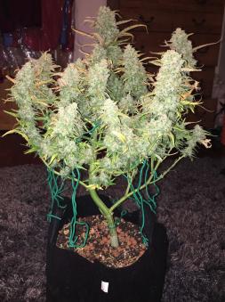 Green Crack Auto - картинка 5