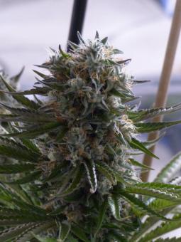 Chemo Kush genetics fem - картинка 1