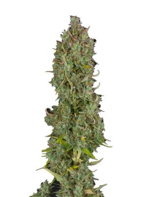 Gelato Seeds