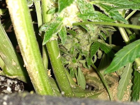 CBD Auto 20:1 - картинка 2