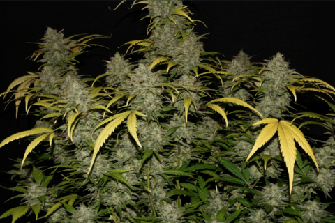 Gelato Auto - картинка 7
