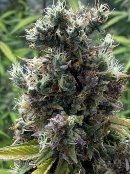 Purple Punch Auto - картинка 3