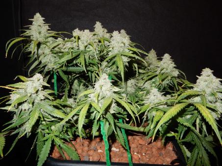Green Crack Auto - картинка 8