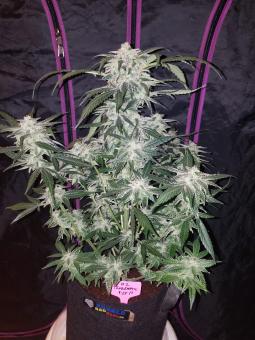 Tangie Auto - картинка 8