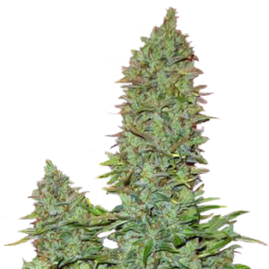OGRE Auto