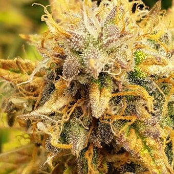 Lemon Pie Auto - картинка 4