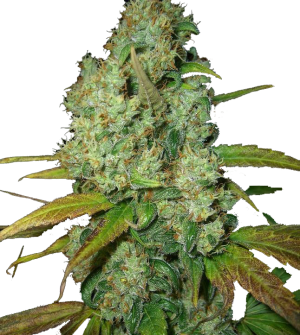 Pure Power Plant Auto
