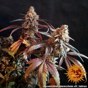 Peyote Critical - картинка 6