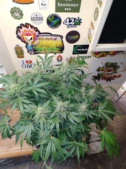 Sweet Bourbon Auto Kush - картинка 2