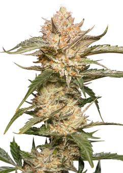 Auto Trichome & Cream - картинка 8